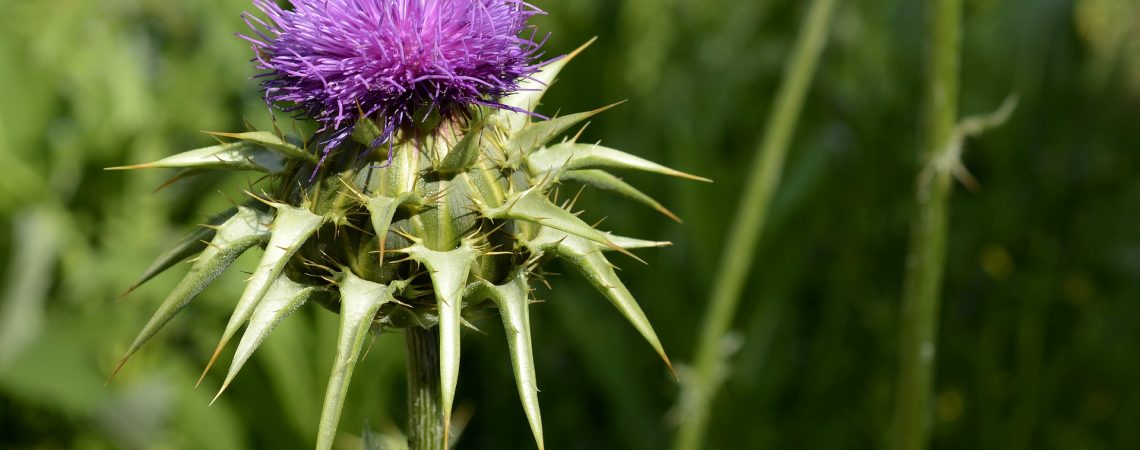 milk thistle