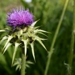 milk thistle