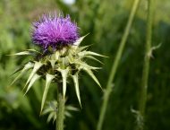 milk thistle